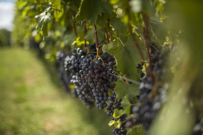 Shadow Springs Vineyard