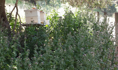 Santa Lucia Highlands