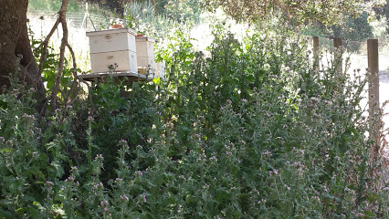 Santa Lucia Highlands