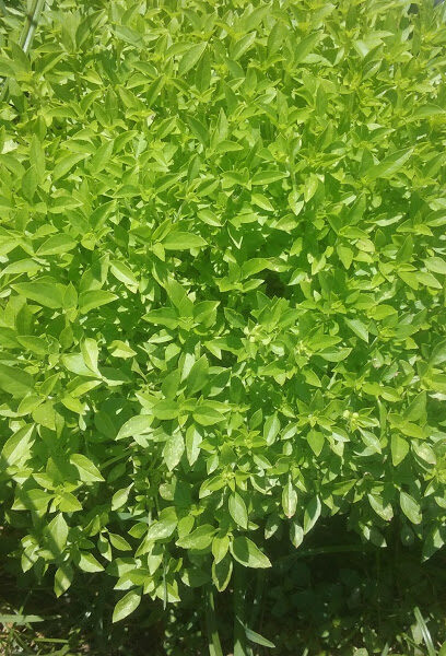 Southeastern farms