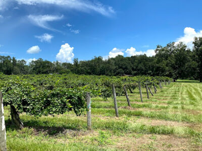 Windy Hill Vineyard
