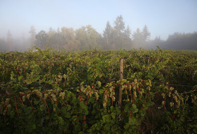 Alexeli Vineyard + Winery