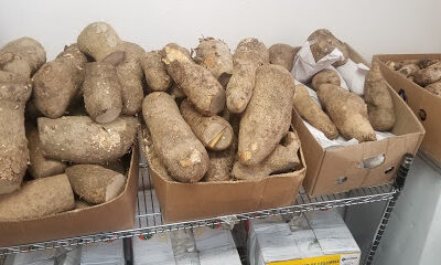 Dominican Groceries