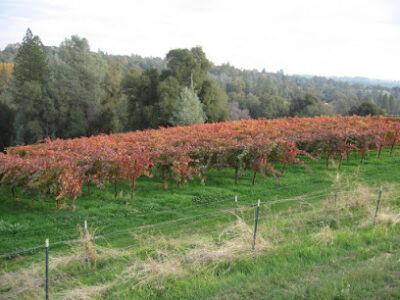 El Dorado County Wine Country