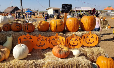 Dutch Hollow Farms