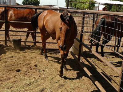 Six R Farms