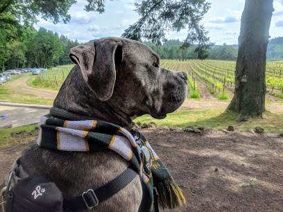 Ribbon Ridge Vineyard