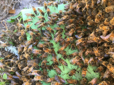 Little Green Bees