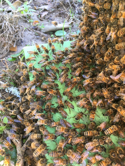 Little Green Bees
