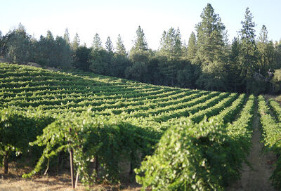 Le Mulet Rouge Vineyard & Winery