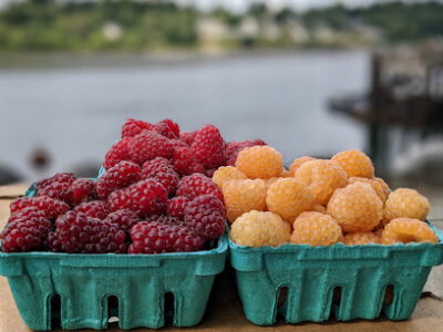 Johnson Berry Farm