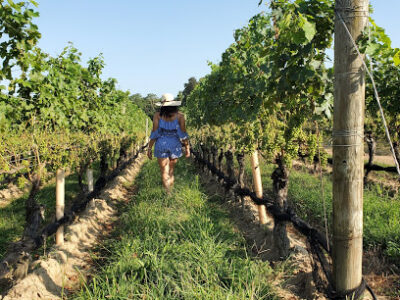 Jason's Vineyard