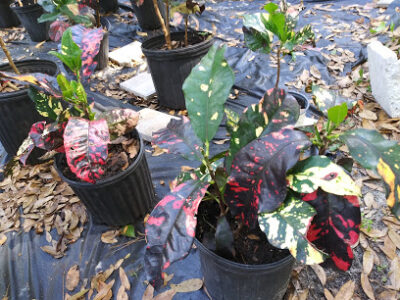 CJ FARM & NURSERY
