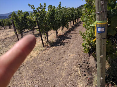 Ilsley Vineyards