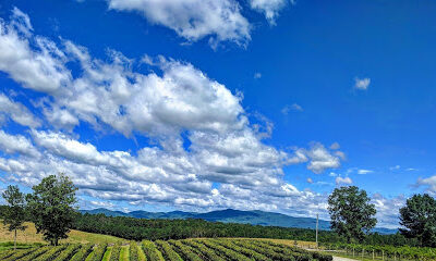 Chateau Meichtry Family Vineyard and Winery