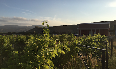 Ten Bears Winery