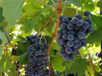 Eaton Hill Winery