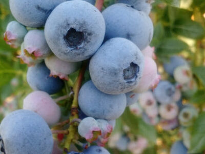 Sodini Blueberries