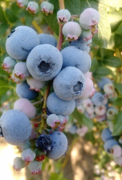 Sodini Blueberries
