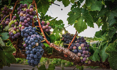 Europa Village Wineries & Resort