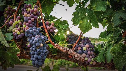 Europa Village Wineries & Resort