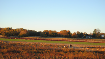 The Country Barn