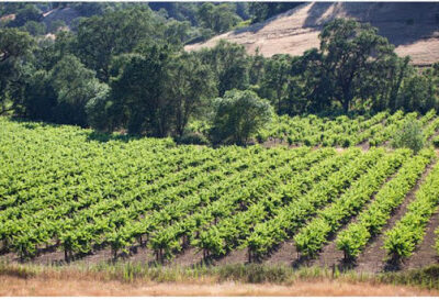 McFadden Farm