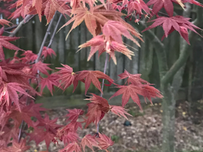 Maple Tree Specialists