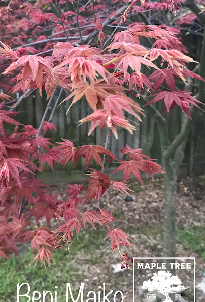 Maple Tree Specialists