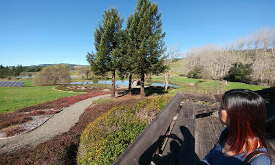 Greenwood Ridge Vineyards