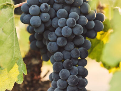 Les Collines Vineyard