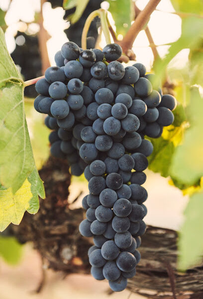 Les Collines Vineyard