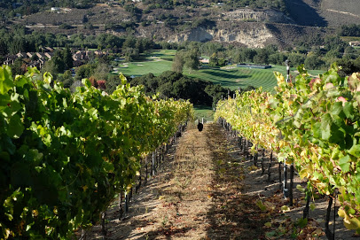 Carmel Valley Ranch Vineyard
