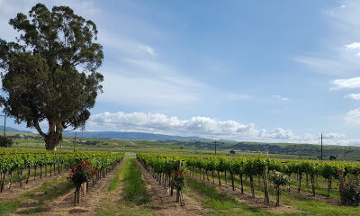 Darcie Kent Vineyards