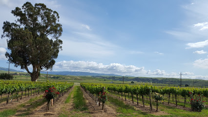 Darcie Kent Vineyards
