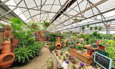 Dutch Plant Farm