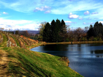 Blue Mountain Vineyards & Cellars