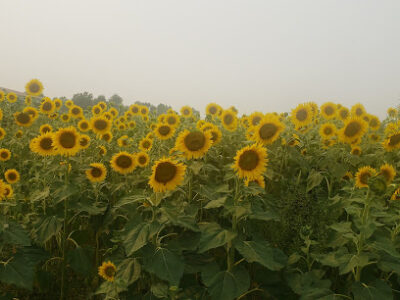 Alexander Valley AVA