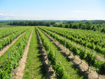 Boathouse Vineyards