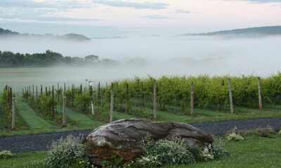 Villa Milagro Vineyards