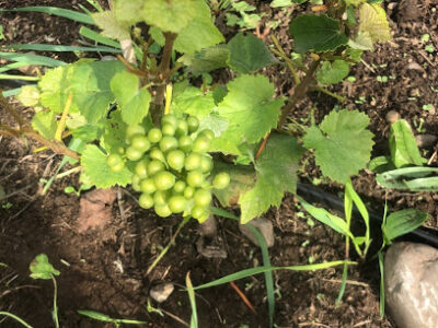 oak harbor vineyard