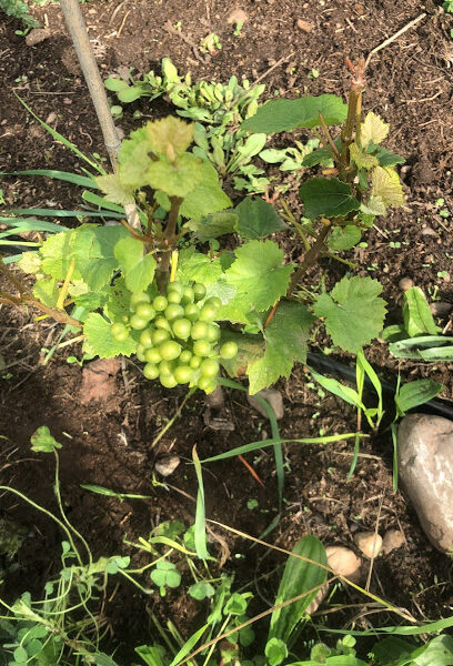 oak harbor vineyard