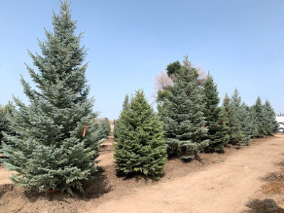 Heidrich's Colorado Tree Farm Nursery