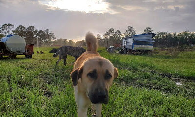 Donna's Farm