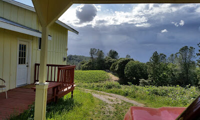 Charles B. Mitchell Vineyards