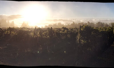Willow Wine Cellars