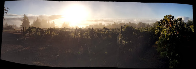 Willow Wine Cellars