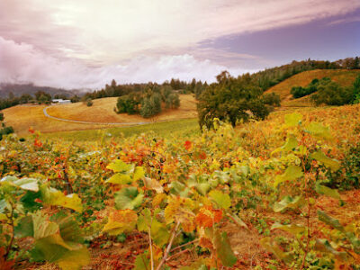Holly's Hill Vineyards