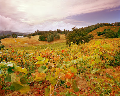 Holly's Hill Vineyards