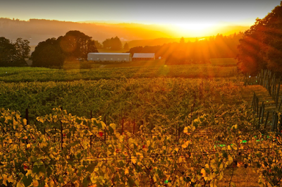 Emerson Vineyards